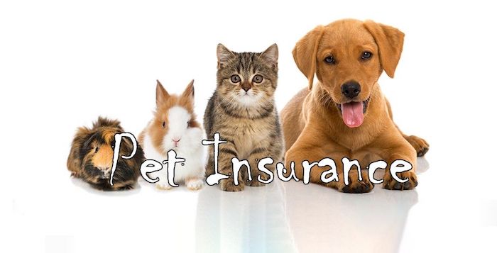 Furry Friends Need Insurance Too: Why Pet Insurance is Essential