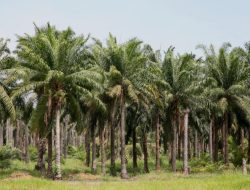 Heartbreaking: Oil Palm Farmers Evicted with Security Forces’ Involvement, Land Dispute in Central Kalimantan Triggers Injustice and Threatens People’s Livelihoods