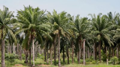 Heartbreaking: Oil Palm Farmers Evicted with Security Forces’ Involvement, Land Dispute in Central Kalimantan Triggers Injustice and Threatens People’s Livelihoods