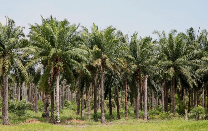 Heartbreaking: Oil Palm Farmers Evicted with Security Forces’ Involvement, Land Dispute in Central Kalimantan Triggers Injustice and Threatens People’s Livelihoods