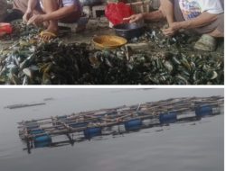 Cilincing Green Mussel Cultivation Ready for Expansion; Managers Seek Government and Banking Support to Strengthen Coastal Community Economy
