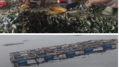 Cilincing Green Mussel Cultivation Ready for Expansion; Managers Seek Government and Banking Support to Strengthen Coastal Community Economy