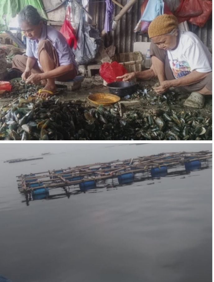 Cilincing Green Mussel Cultivation Ready for Expansion; Managers Seek Government and Banking Support to Strengthen Coastal Community Economy